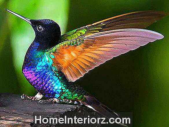 Hummingbirds talvella