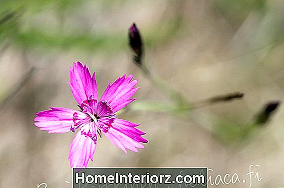 Monivuotinen Dianthus Flower