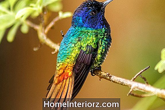 25 Fun Facts about Hummingbirds