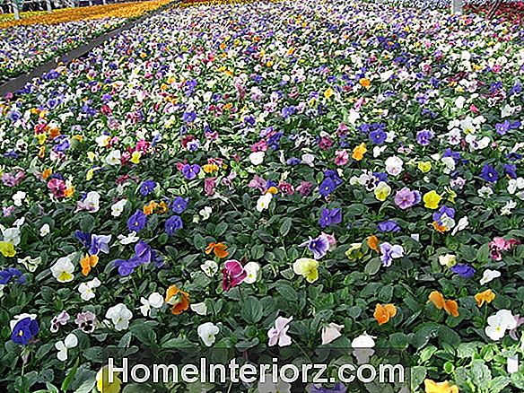 Cultiver des fleurs avec la culture hydroponique