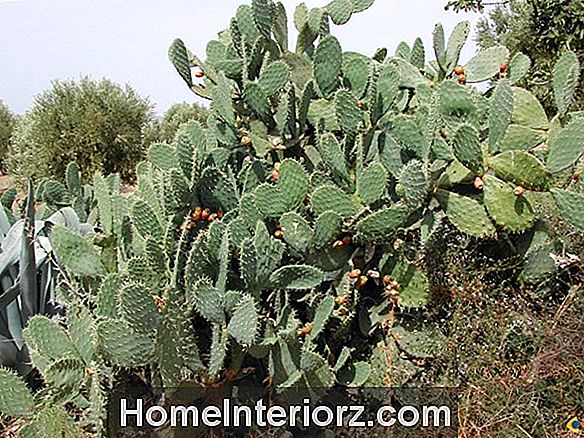 Cactus figue de barbarie Opuntia-croissant