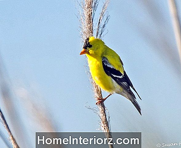 American goldfinch identifikacija