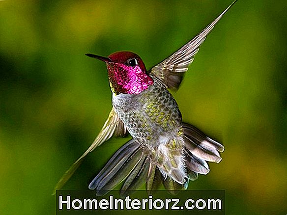 Hummingbirds draudi