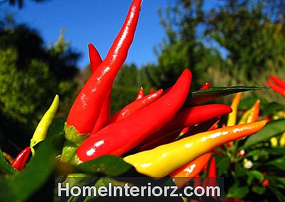 Growing Hot Peppers - Accendi il calore nell'orto