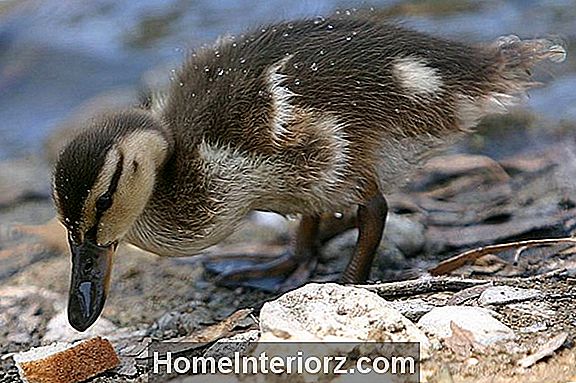 Feeding Ducks Bread Bad?