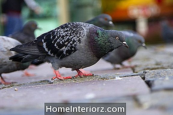 Immagini di piccioni e colombe