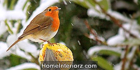 Nutrire gli uccelli in inverno - Consigli e trucchi