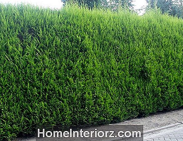 Perché la mia Arborvitae diventa marrone?