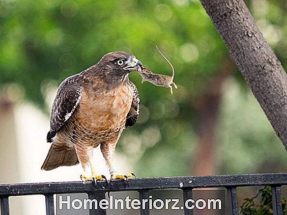 Hawks Eat Birds? Sì, ma puoi proteggerli!