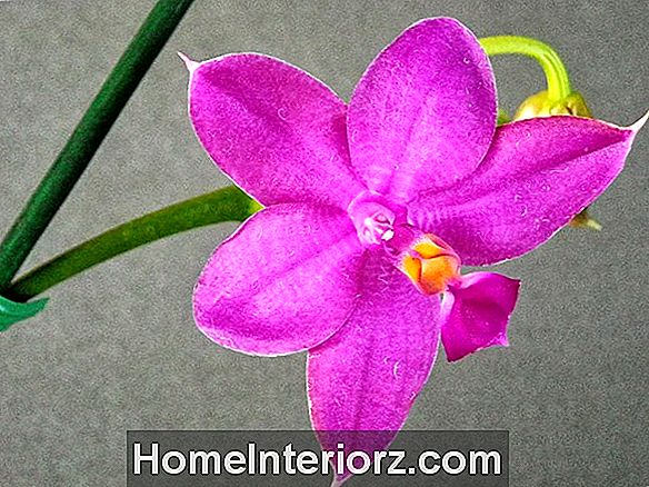 Cresce le orchidee tropicali a casa