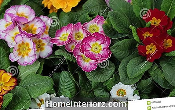 Top Houseplants con fiori rossi