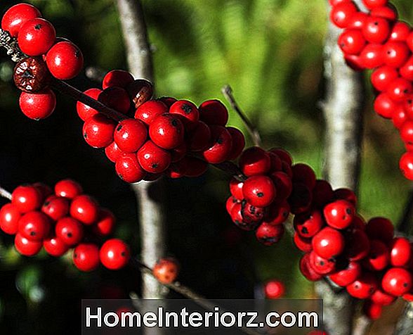Winterberry Holly: un agrifoglio deciduo nativo con bacche mozzafiato