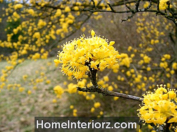 Arbusti di corniolo giallo-ramoscello