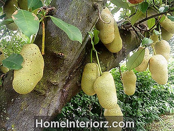 Geriausi grafts for tropical fruit trees