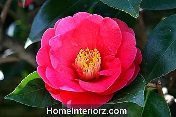 Camellia Gėlės, Klasikinis Pietinis krūmas