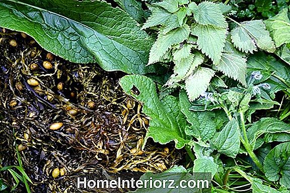 Comfrey Plants Make Great Free Fertilizer