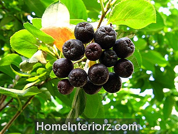 Juodoji Chokeberry auginimo profilis