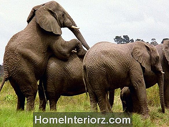 Ziloņu ķiploki - kā audzēt ziloņu ķiplokus