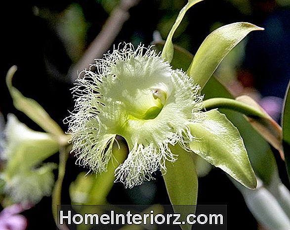 Growing Orchids uz stiprinājumiem