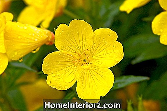 Dzelteni ziedi Attēli Dārza iedvesmai