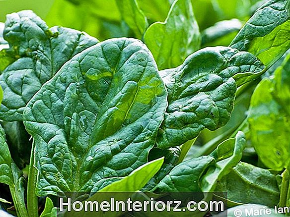 Growing Spinach Jūsu mājas dārzā
