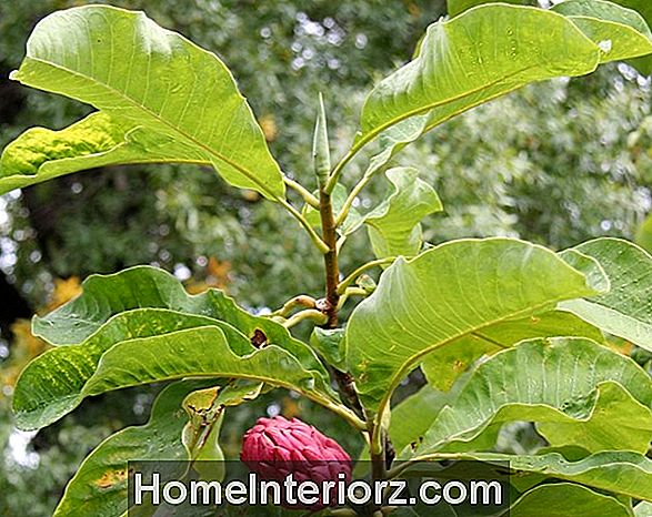 Jane Magnolia: koks vai krūms, lai atdzīvinātu pavasara pagalmu