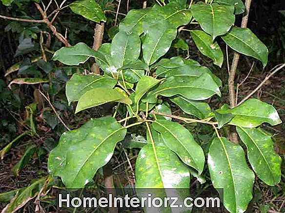 Ficus elastica-växande Gummi Plant Ficus inomhus