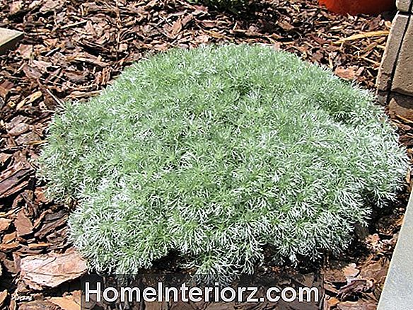 Silver Mound Artemisia: Hoe deze lage overblijvende bodembedekker groeien