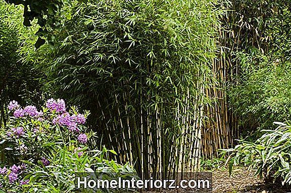 Wat zijn de beste groeicondities voor bamboe?