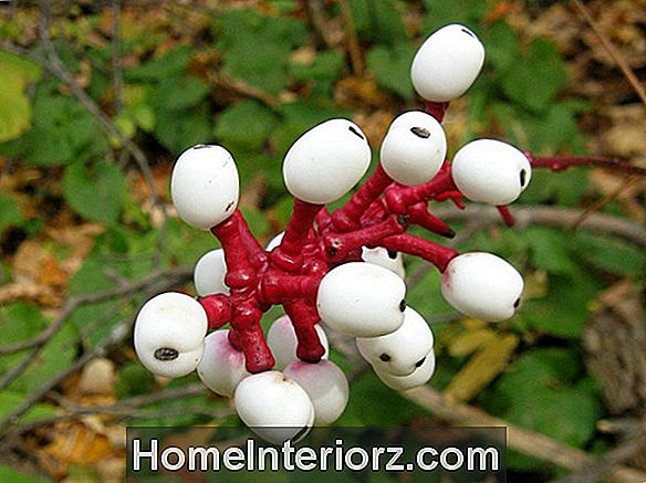 White Baneberry: All About Doll's Eyes Plants, Red Baneberry, Cohosh