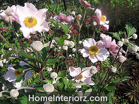 Mooie anemone bloemvariëteiten