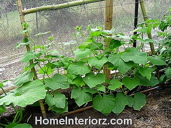 The Best Companion Plants voor Garden Peas