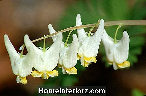 Dutchman's Breeches: Growing Information, Plant Facts