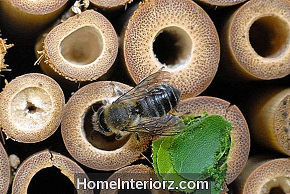 Hoe kan ik een Honey Bee-nest krijgen?