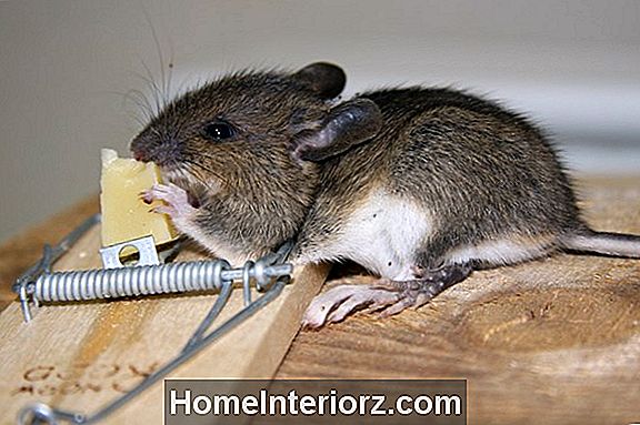 Se en mus eller kakerlakk på en restaurant? Rapporter det!
