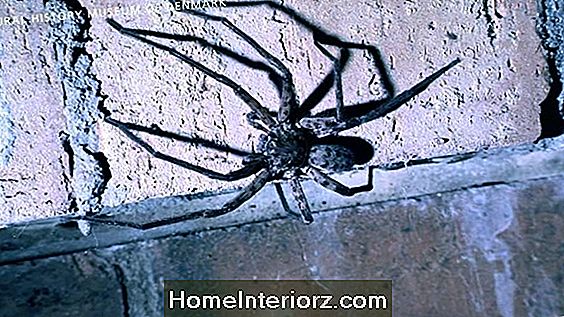 Hvorfor edderkopper bygger webs og flere morsomme fakta