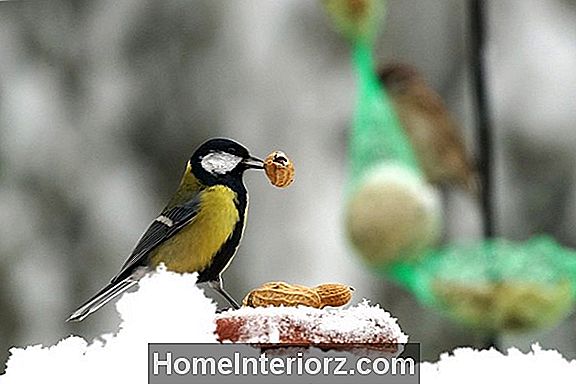 Best 8 Bird Foods for vintersesongen