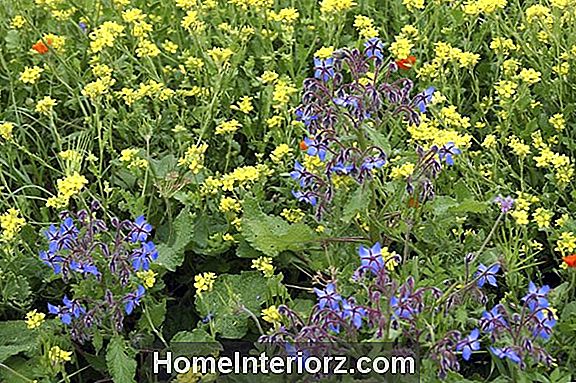 Companion Planting With Herbs