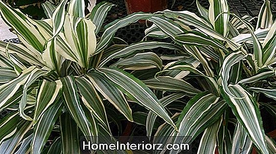 Dracaena deremensis - Hvordan dyrke D. Deremensis hjemme