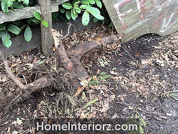 Ansatte Arborists, Tree Stump Sliping Services