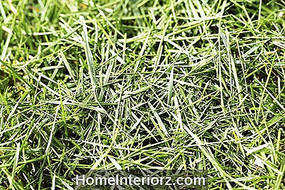 Mulch Grass Clippings Tilbake til plenen