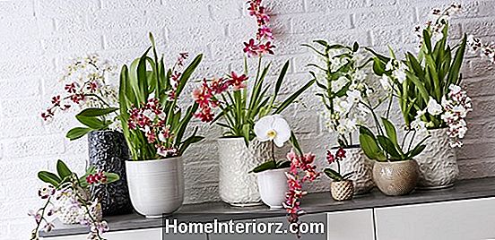 Vanning orkideer