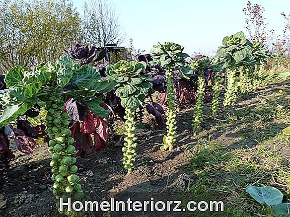 Как выращивать органические брюссельские капусты в вашем саду
