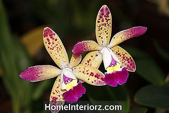 Советы по уходу и выращиванию орхидей на орхидеях