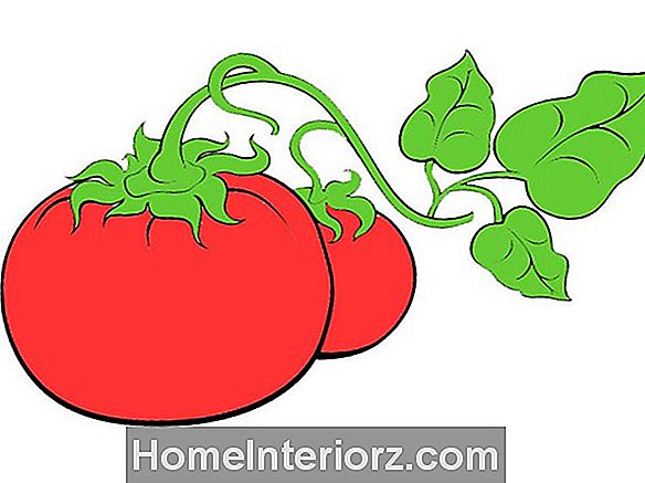 Сохранение томатных семян: фотоуроки