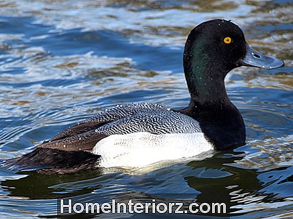 Большой Scaup или Малый Scaup?