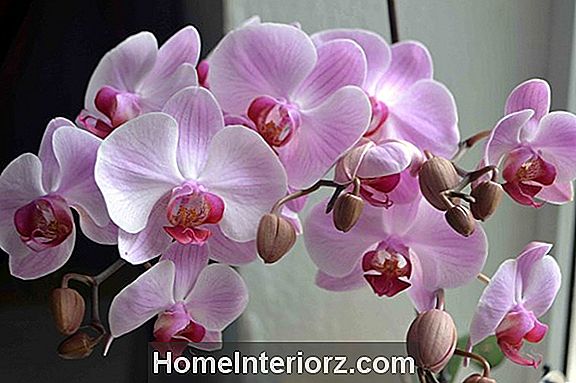Орхидея не расцветет?