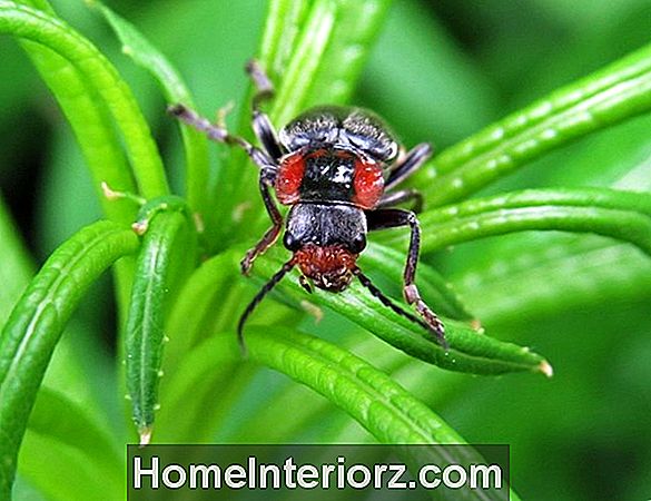 Använda insekter som medicinska botemedel - tidigare och nuvarande