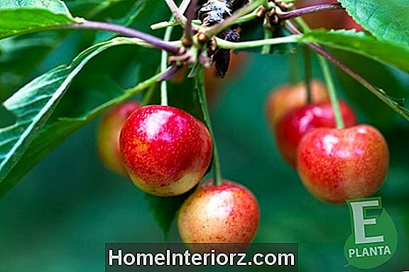 Växande fruktträd i behållare