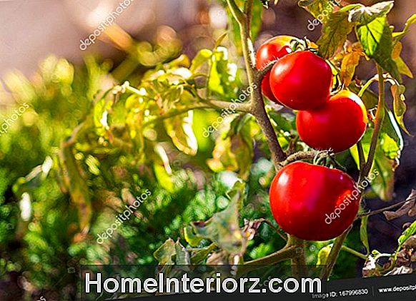 Växande tomater - Hjälper röd mulk tomat att mogna snabbare?